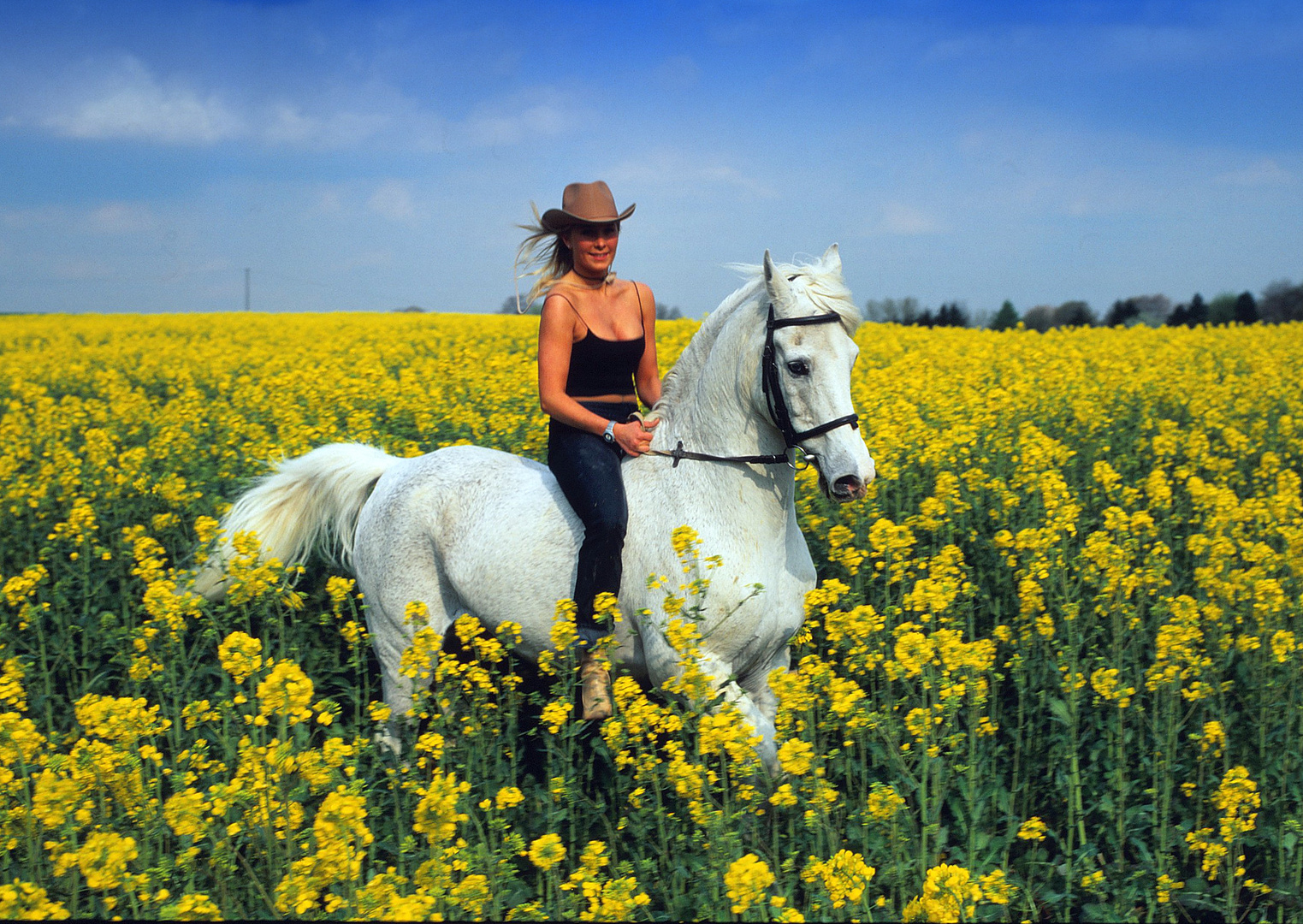 Schimmel im Rapsfeld  (fotosobo@gmail.com)