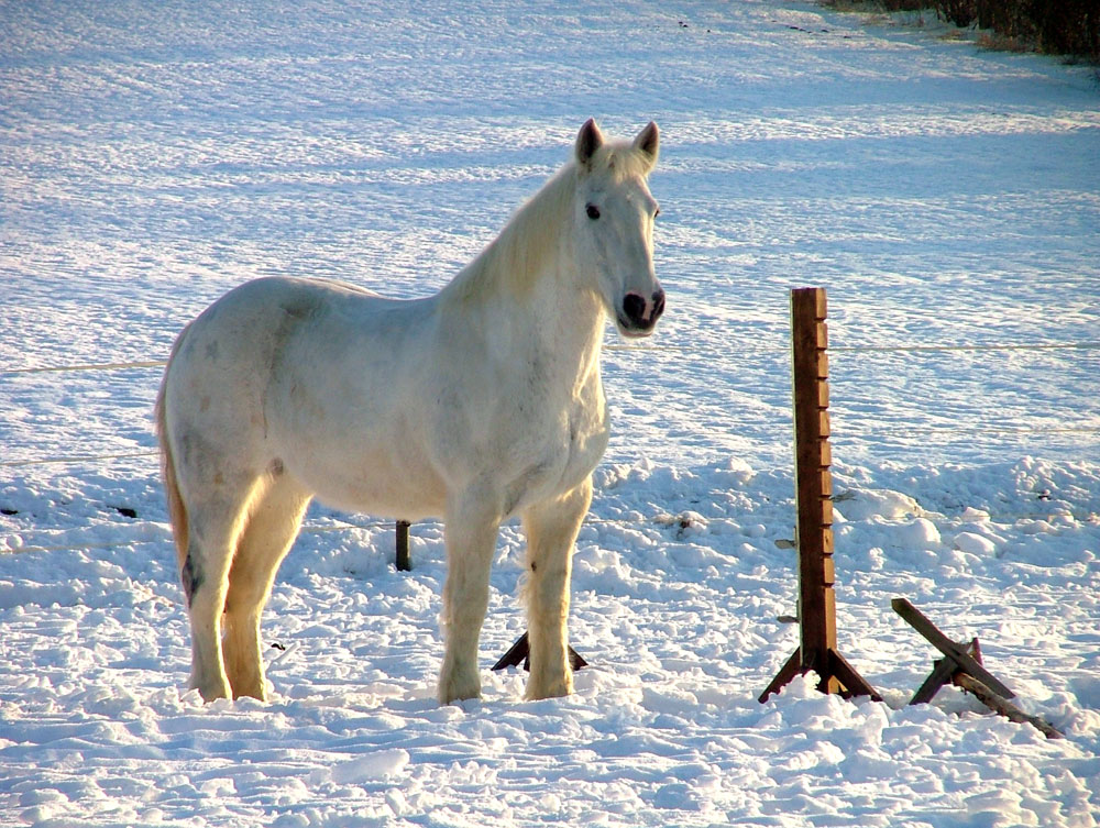 Schimmel im Schnee