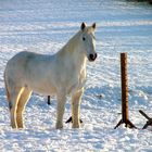 Schimmel im Schnee