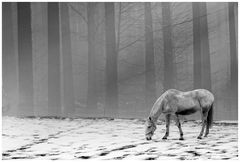 Schimmel im Schnee.