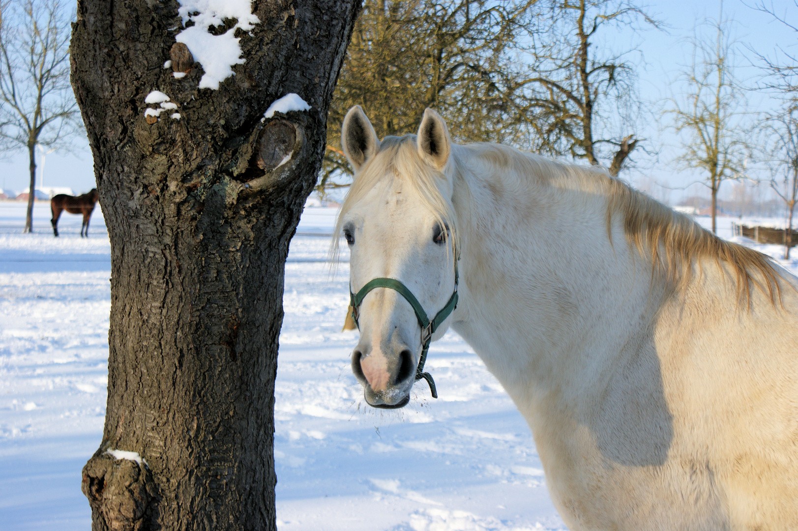 Schimmel im Schnee