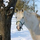 Schimmel im Schnee