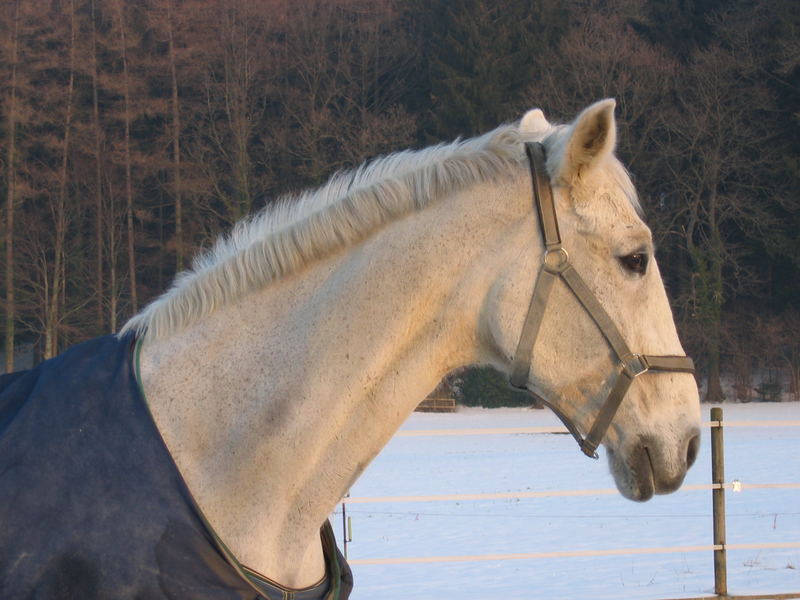 Schimmel im Sonnenuntergang