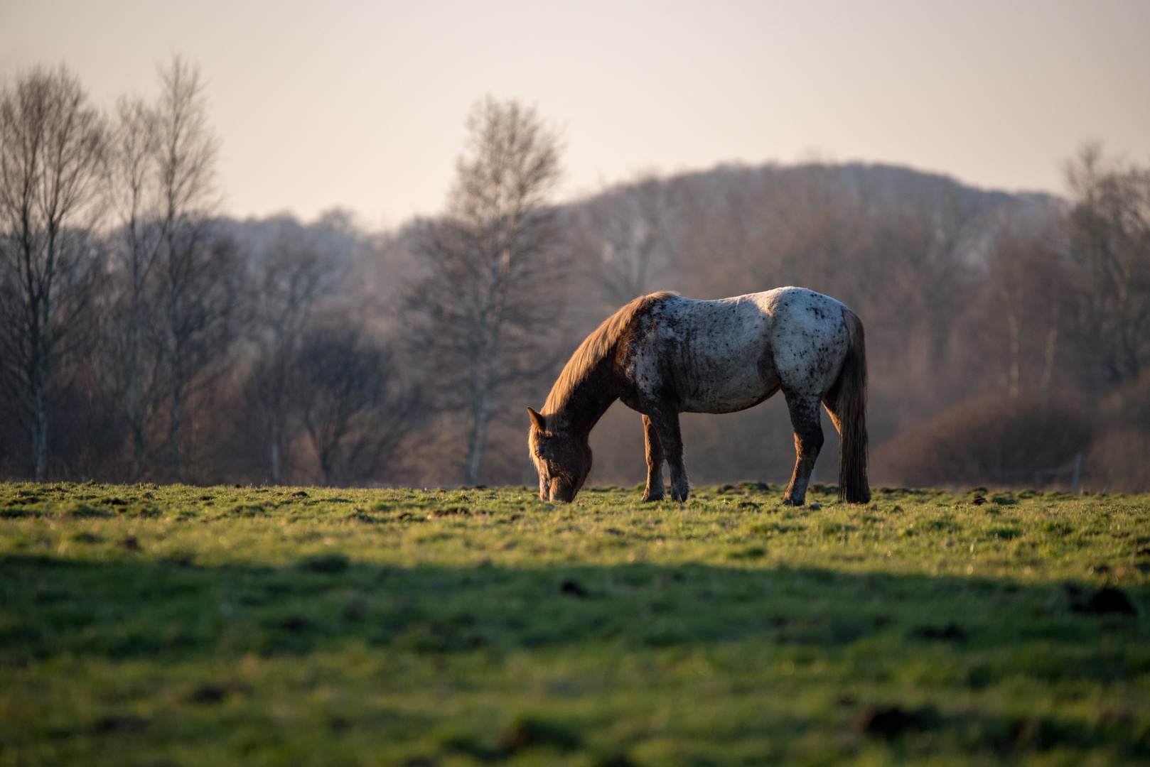 Schimmel in der Abendsonne