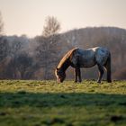 Schimmel in der Abendsonne