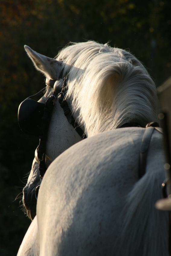 Schimmel in der Abendsonne..