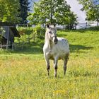 Schimmel in der Freizeit