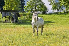 Schimmel in der Freizeit