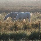 Schimmel in der Morgensonne