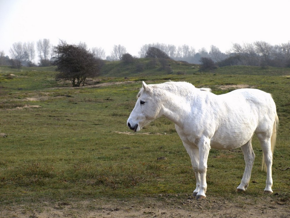 Schimmel in Egmond