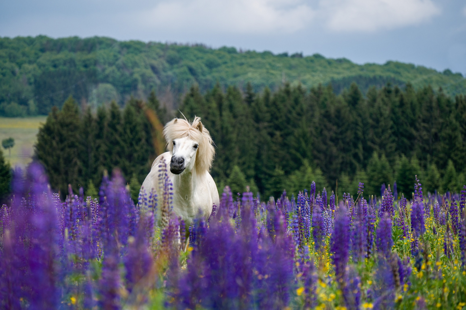 Schimmel in Lupinen 