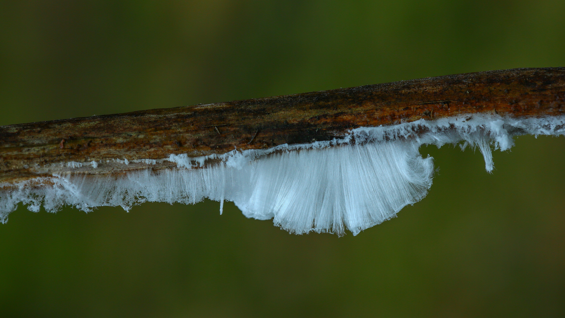 Schimmel oder Eis