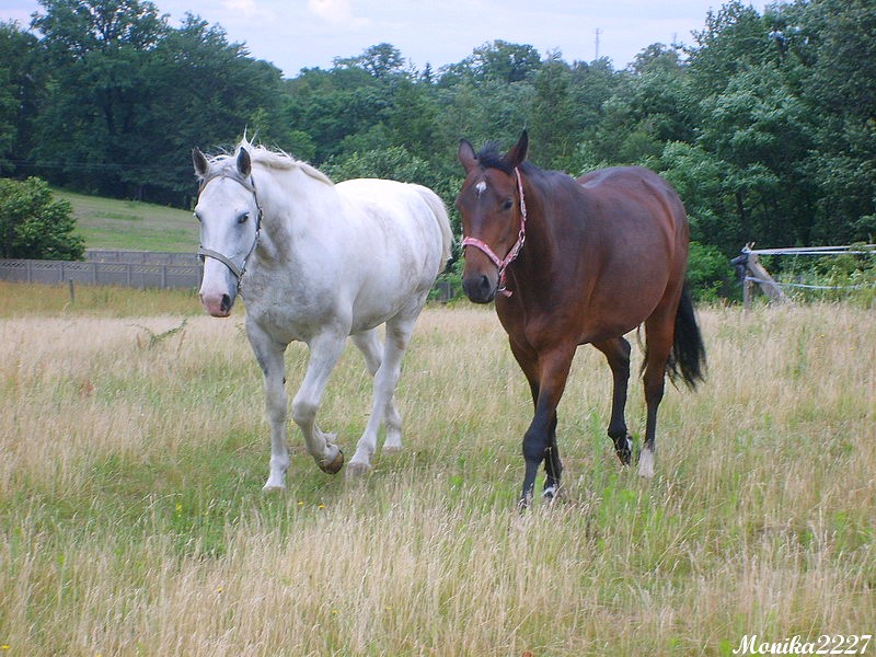 Schimmel und Brauner