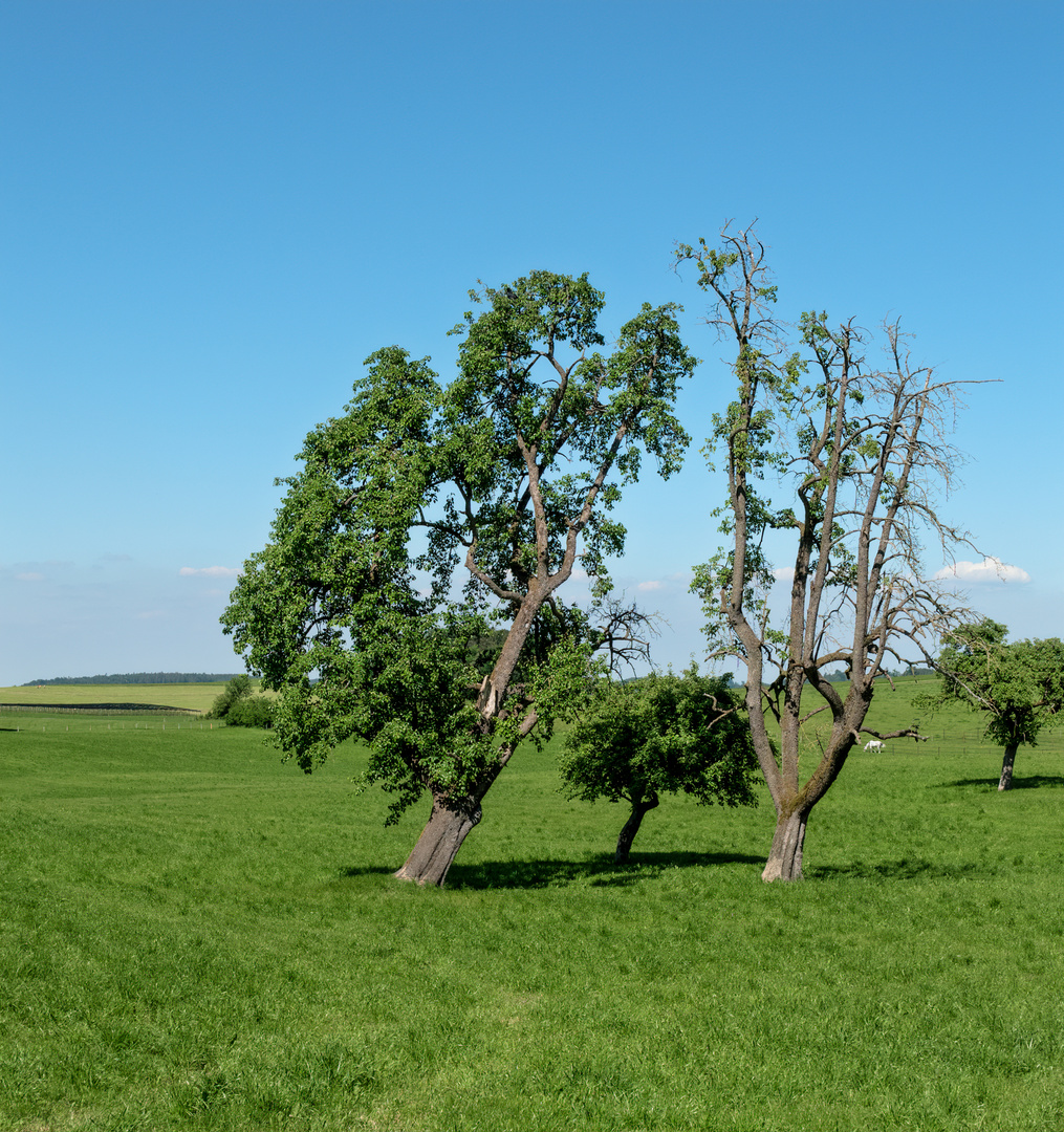 Schimmelbäume