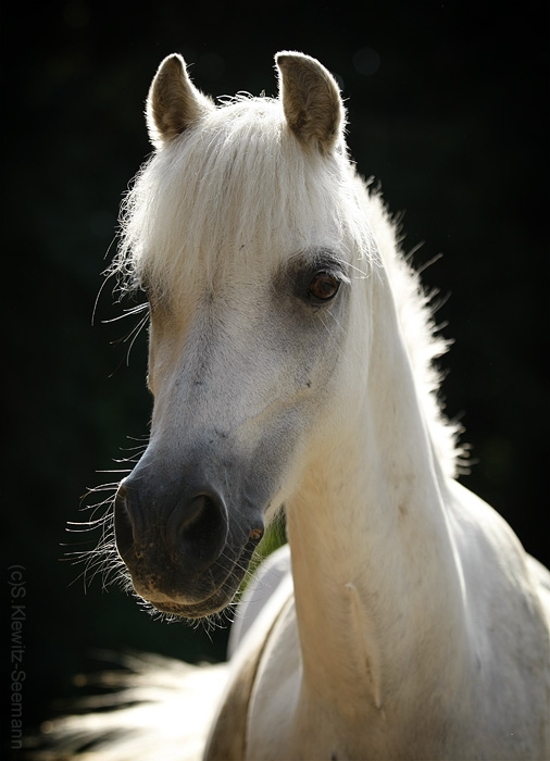 Schimmelchen