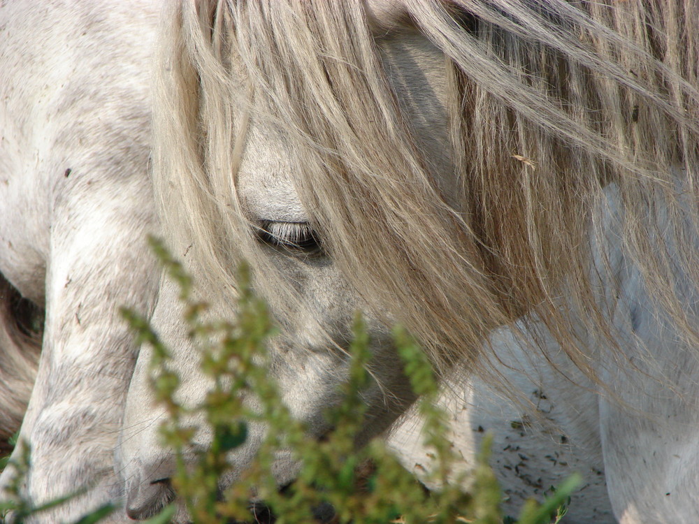 Schimmelchen "Moritz"