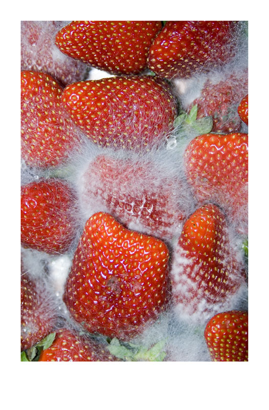 Schimmelerdbeeren