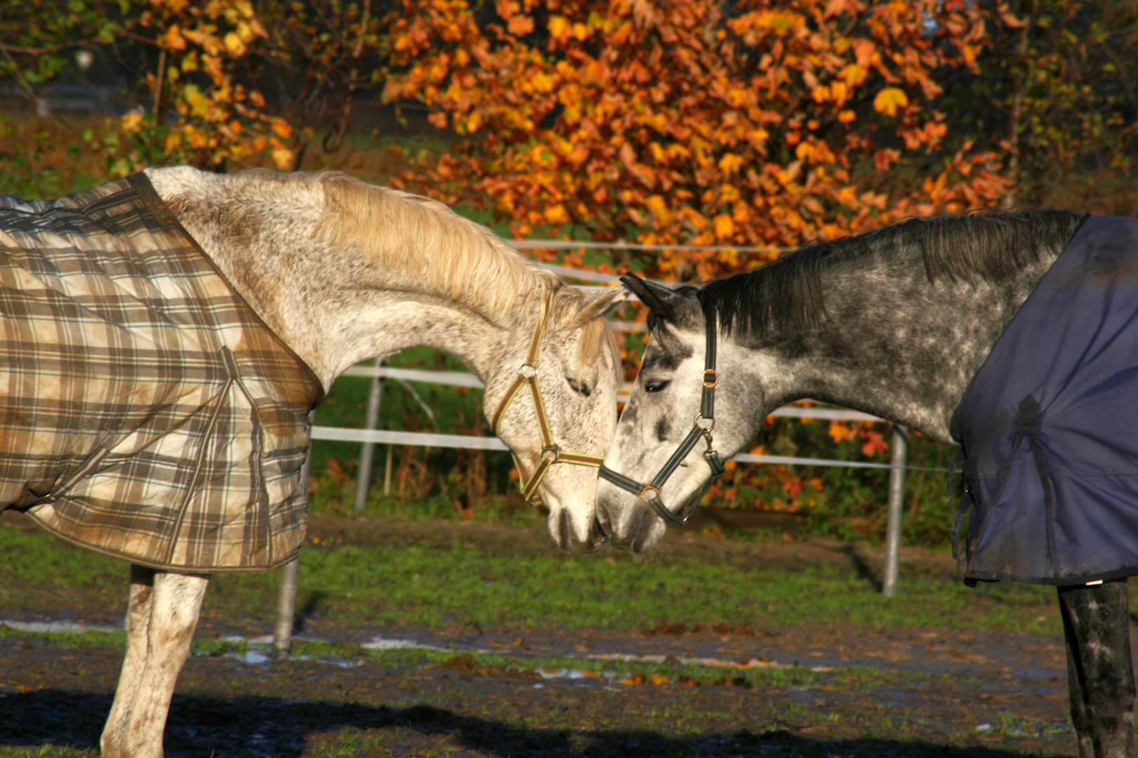 Schimmelfreundschaft