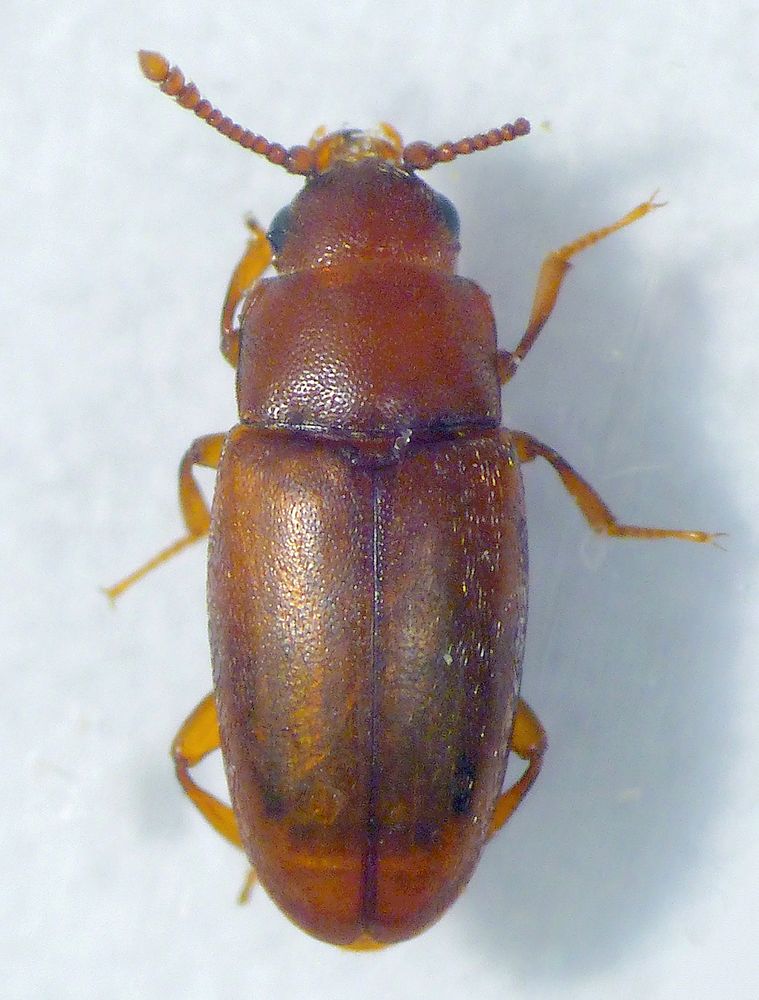 Schimmelkäfer Antherophagus pallens