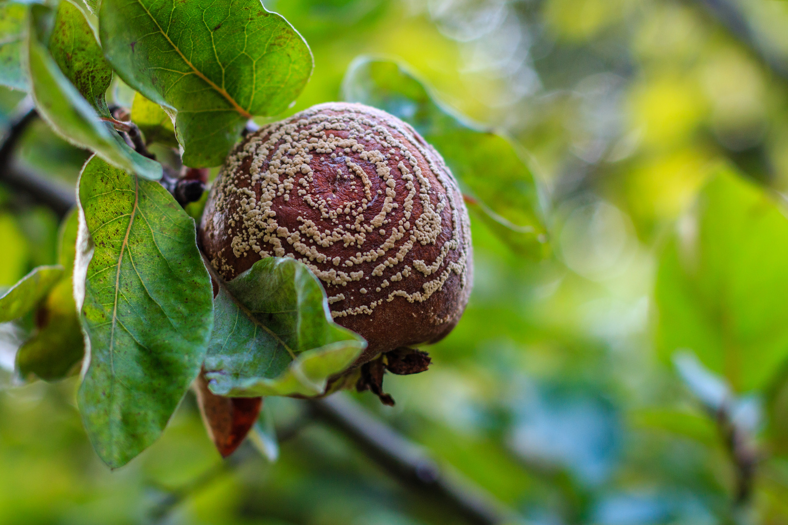 Schimmelnder Apfel