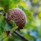 Schimmelnder Apfel