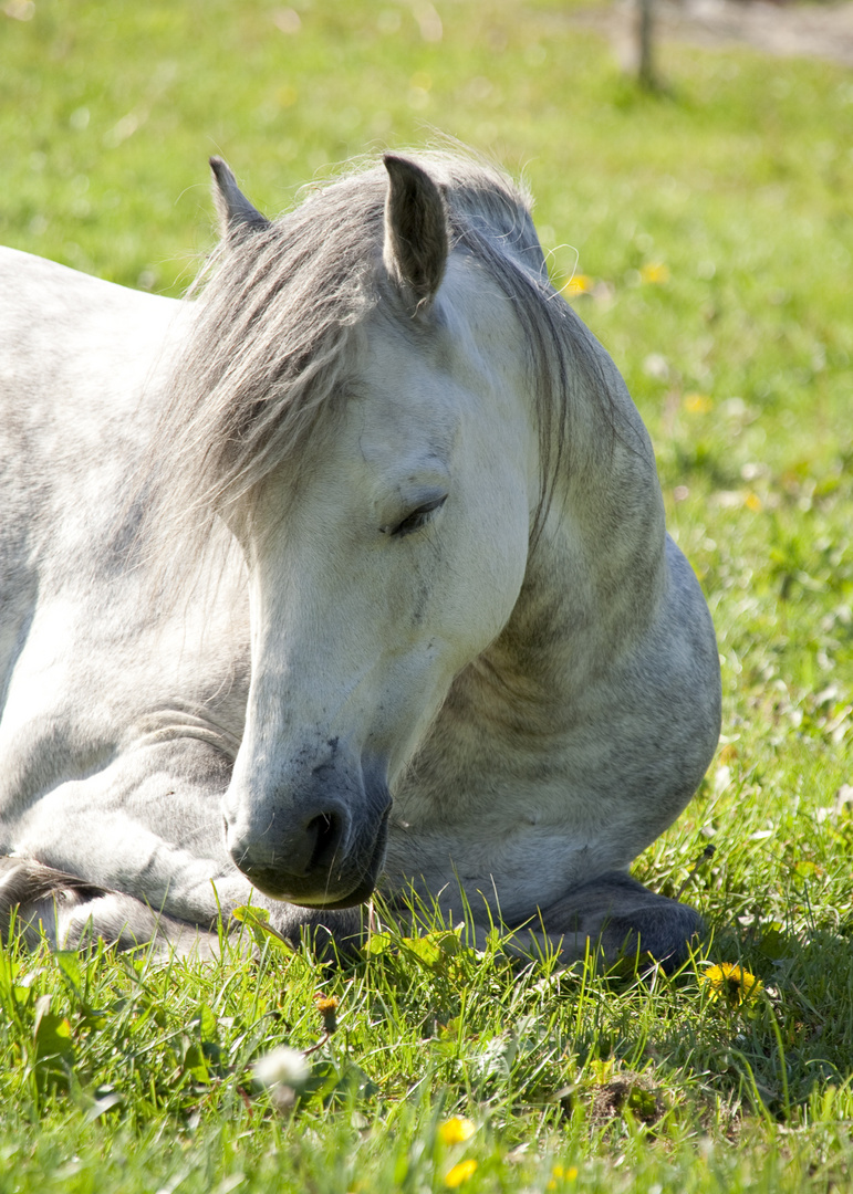 Schimmelpony schläft auf der Wiese