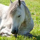 Schimmelpony schläft auf der Wiese