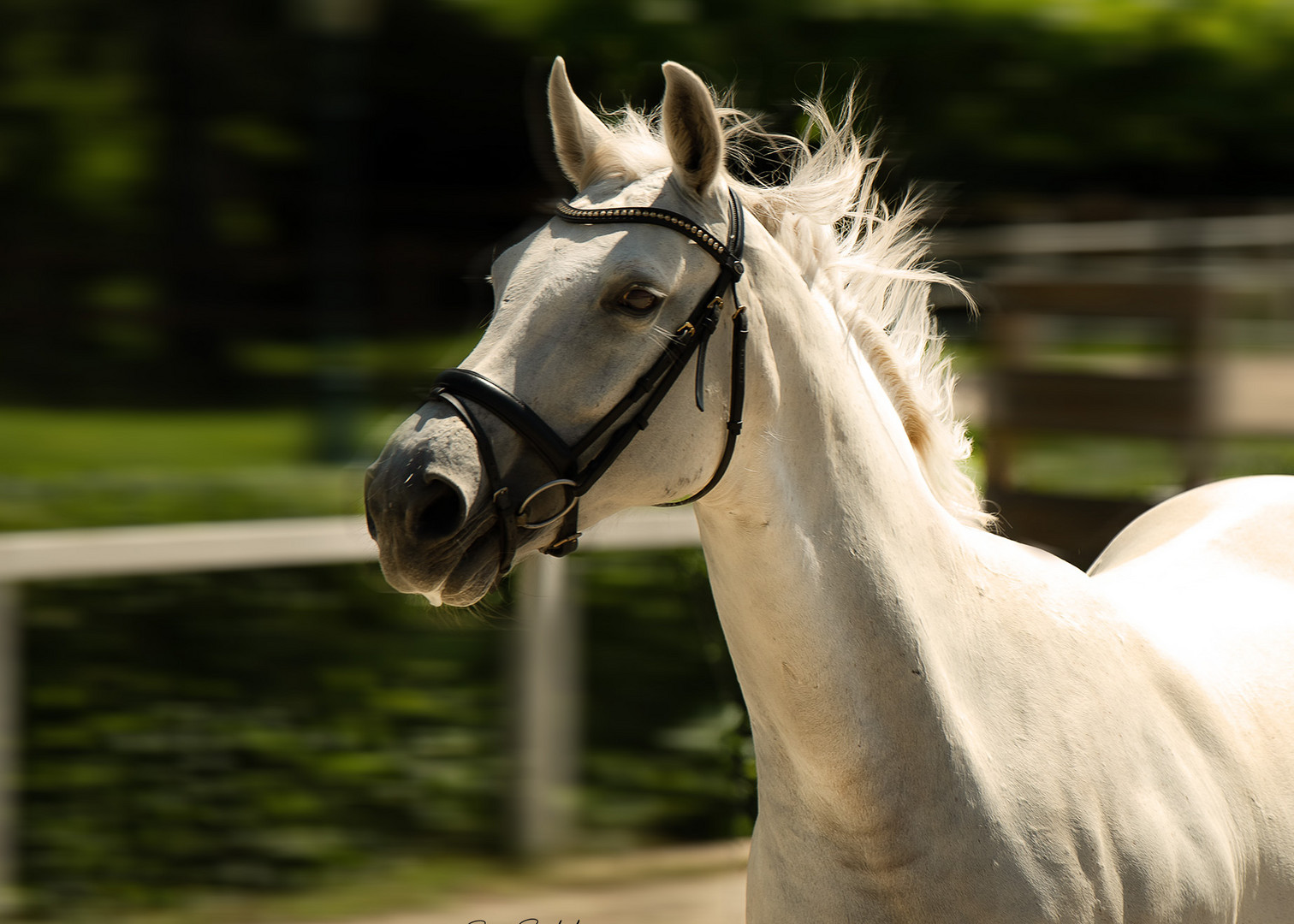 Schimmelstute im Galopp 