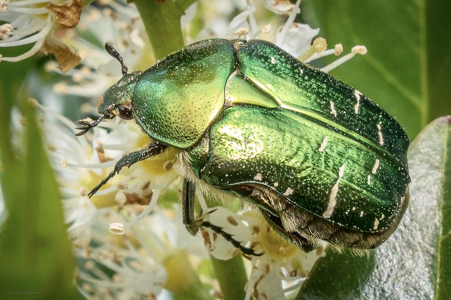 Schimmernder Besuch