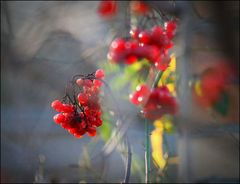 schimmerndes rot