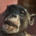 Schimpanse 1
