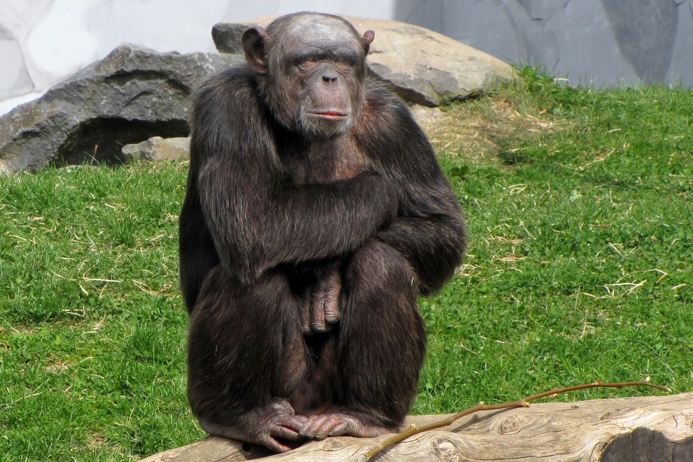 Schimpanse (1) Zoo Neuwied)