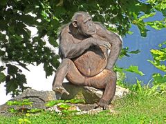 Schimpanse (1) -Zoo Neuwied-