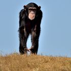 Schimpanse 2