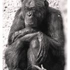Schimpanse - "allein"