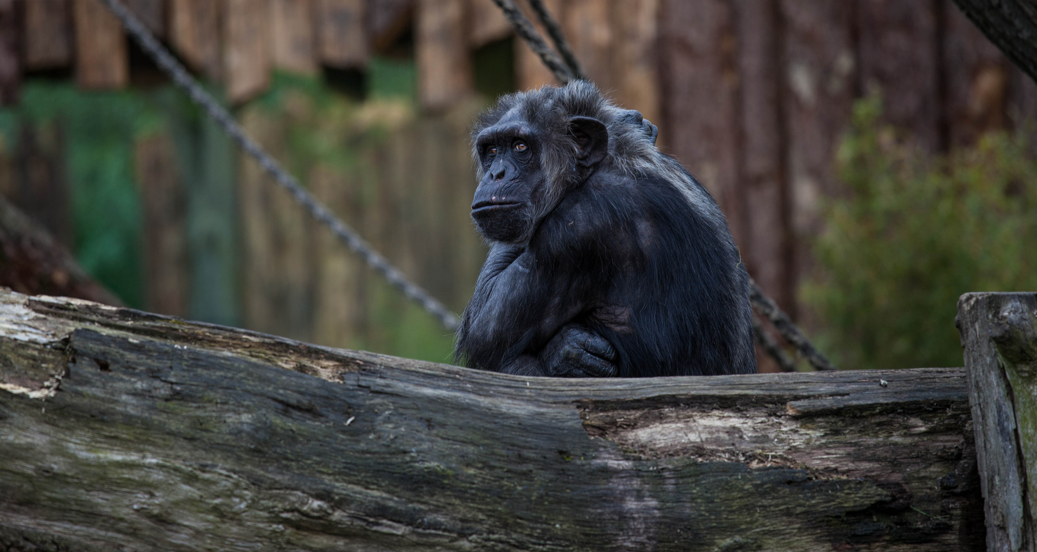 Schimpanse am Grübeln