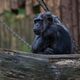 Schimpanse am Grbeln