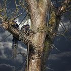 Schimpanse auf Baum