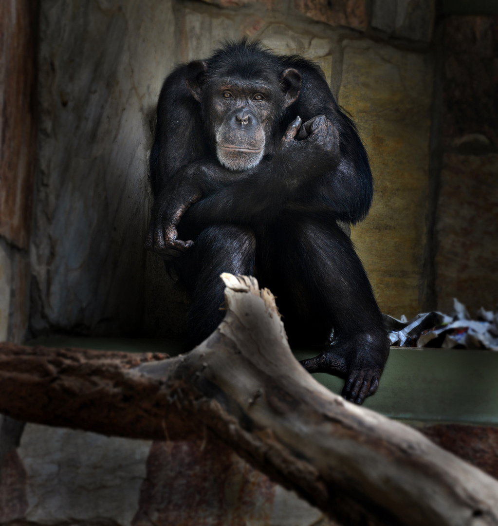 Schimpanse Augsburger Zoo