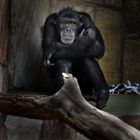 Schimpanse Augsburger Zoo