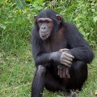 Schimpanse aus dem Sweetwater Reservat