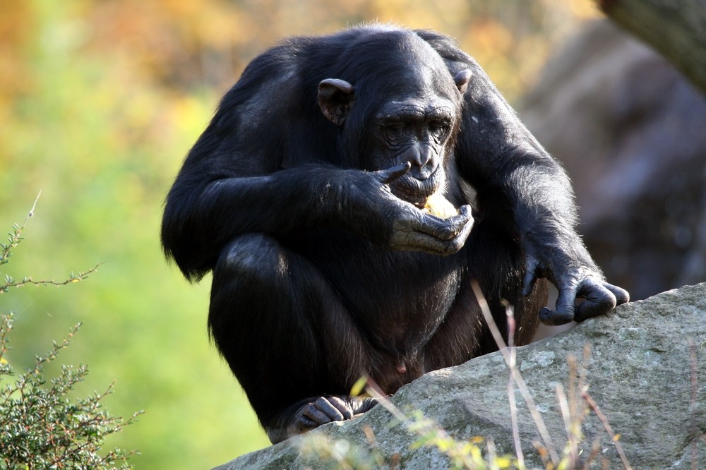 Schimpanse beim Essen