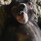 Schimpanse beim Fotoshooting ;-)