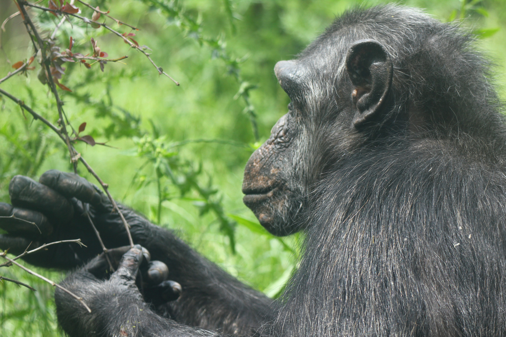 Schimpanse beim Mittagessen