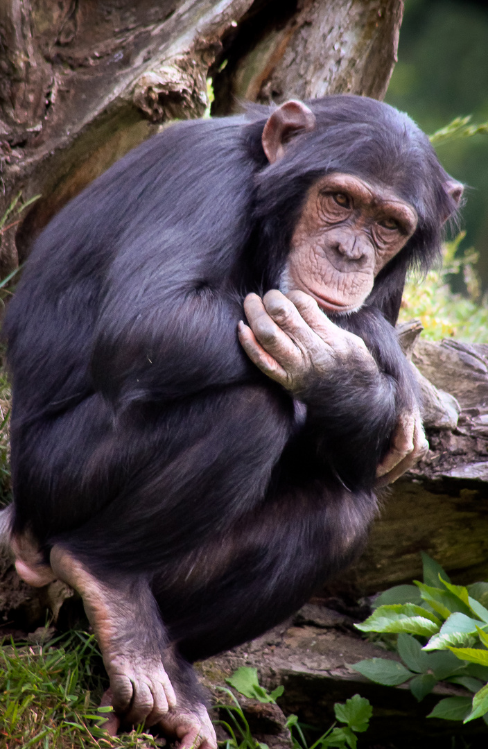 Schimpanse - Einsam