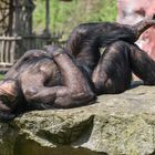 Schimpanse genießt die Sonne