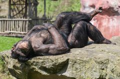 Schimpanse genießt die Sonne