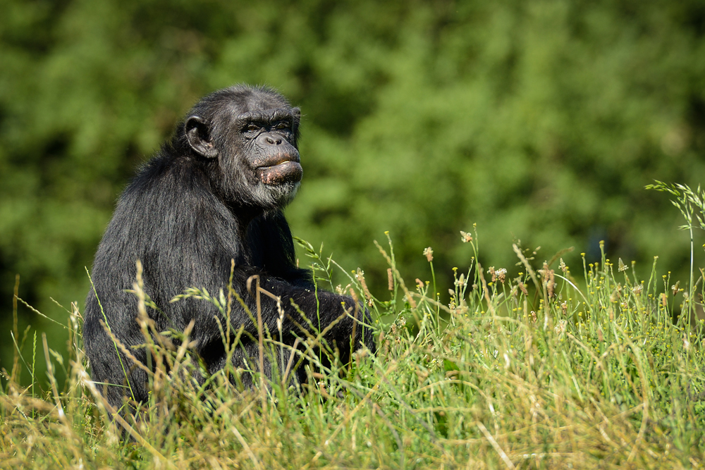 Schimpanse genießt die warme Sonne