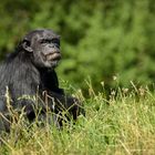 Schimpanse genießt die warme Sonne