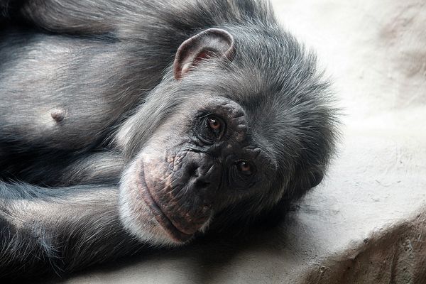 Schimpanse - guck ich bin auch ganz lieb